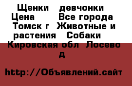 Щенки - девчонки › Цена ­ 2 - Все города, Томск г. Животные и растения » Собаки   . Кировская обл.,Лосево д.